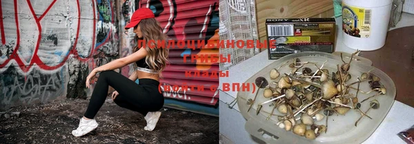 ГАЛЛЮЦИНОГЕННЫЕ ГРИБЫ Баксан