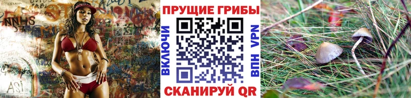 Псилоцибиновые грибы Psilocybine cubensis Печоры
